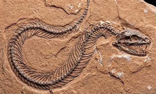 Скам’янілість змії / Ілюстративне зображення