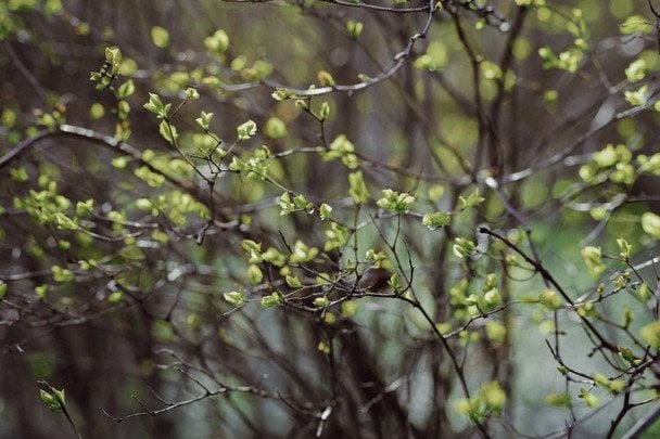 Народні прикмети 12 травня / © pexels.com