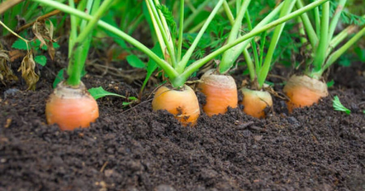 Лучшие сорта моркови для хранения