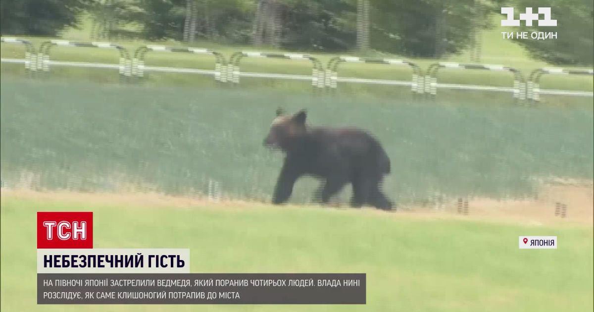 Новини світу: у Японії застрелили ведмедя, який поранив чотирьох людей
