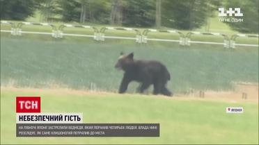 Новини світу: у Японії застрелили ведмедя, який поранив чотирьох людей