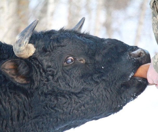 Здичавілі корови Чорнобильського заповідника / © Чорнобильський радіаційно-екологічний біосферний заповідник