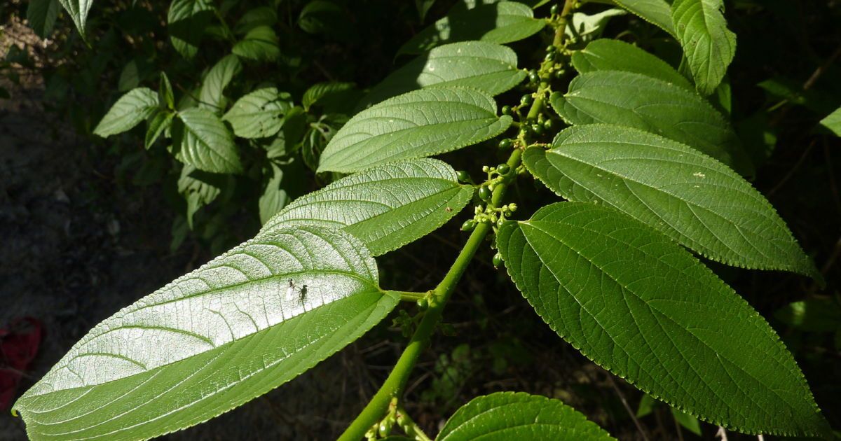 Ямайська кропив'янка,Trema micrantha (L.) Blume. Фото: Flickr/Alex Popovkin, Bahia, Brazil
