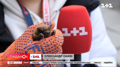 Навала кажанів: що робити та до кого звертатися, якщо вдома помітили летючих