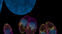 Toxoplasma gondii. Фото: Морн Арин, Ксена Лонгрин/CC BY 4.0/Wikipedia