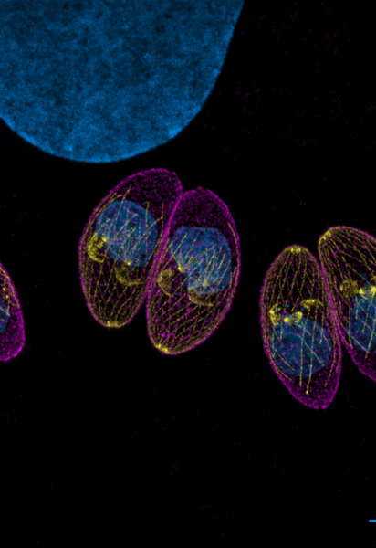Toxoplasma gondii. Фото: Морн Арин, Ксена Лонгрин/CC BY 4.0/Wikipedia