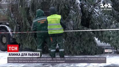 Понад 5 годин знадобилося комунальникам, аби зрізати і привезти до Львова головне новорічне дерево