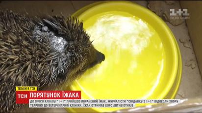 Журналисты "Сниданка с 1+1" устроили целую операцию по спасению раненого ежика