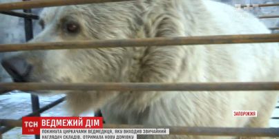 На Запоріжжі прихистили ведмедицю Чади , яку покинули напризволяще циркачі