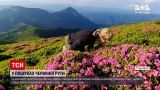 Новини України: високогір'я Карпат вкрили диво-квітки