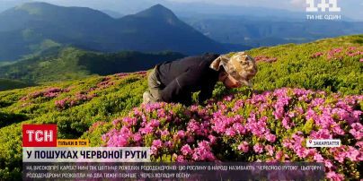 Флора Карпат: богатство горного растительного мира - Отель «Коруна»