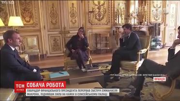 Лабрадор французького президента перервав ділову зустріч у Єлисейському палаці