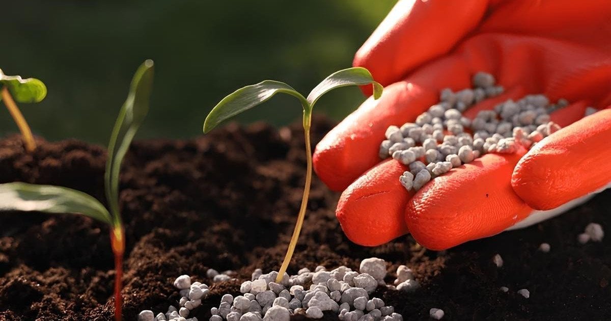 Чим підживлювати рослини навесні