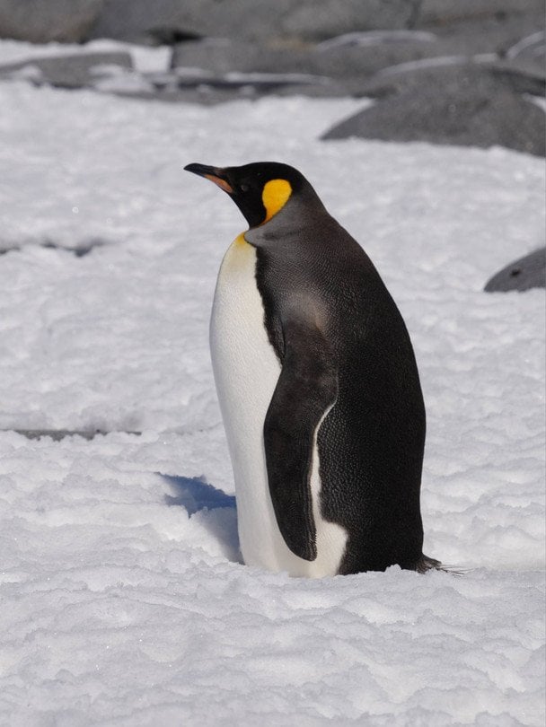 Королівський пінгвін. / © Національний антарктичний центр
