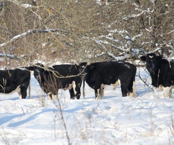 Здичавілі корови Чорнобильського заповідника / © Чорнобильський радіаційно-екологічний біосферний заповідник