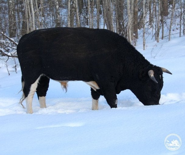 Здичавілі корови Чорнобильського заповідника / © Чорнобильський радіаційно-екологічний біосферний заповідник