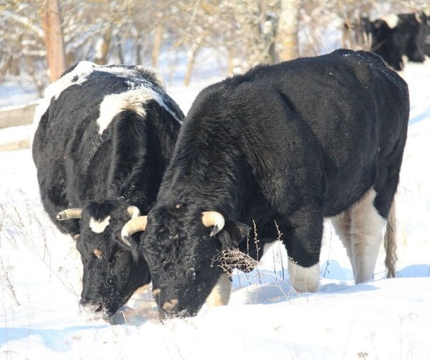 Здичавілі корови Чорнобильського заповідника / © Чорнобильський радіаційно-екологічний біосферний заповідник
