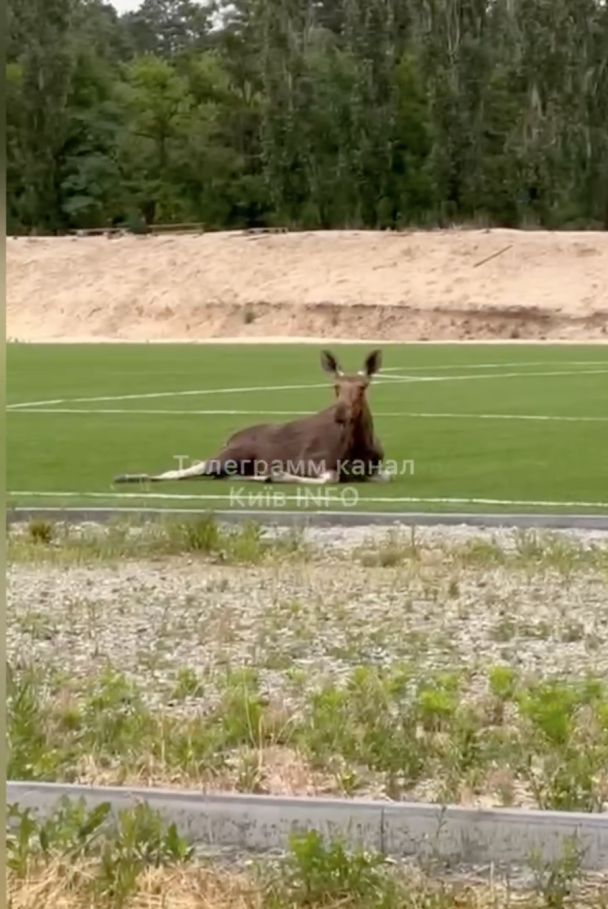 У Києві просто на стадіоні помітили лосеня / Фото з соцмереж