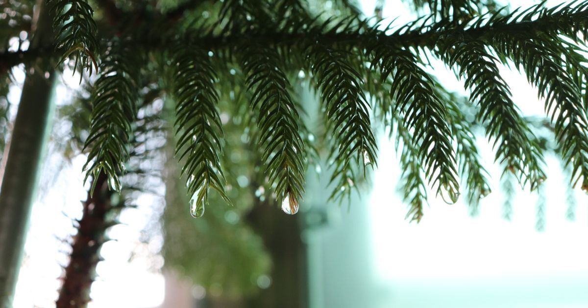 Жарко и мокро: синоптики рассказали, какой будет погода на выходных