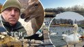 Известный волонтер Сергей Григорьев рассказал о конфликте, возникшем в приюте для лебедей на территории Межигорья. Коллаж ТСН.ua