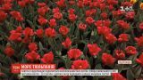 Королевский парк цветов в Нидерландах открывает новый сезон
