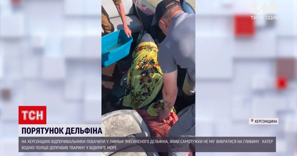 Новости Украины: в Херсонской области спасли дельфина, которого штормом выбросило на мель