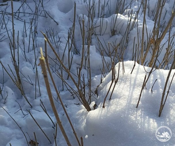 Бузок — улюблена зимова страва здичавілих корів / © Чорнобильський радіаційно-екологічний біосферний заповідник