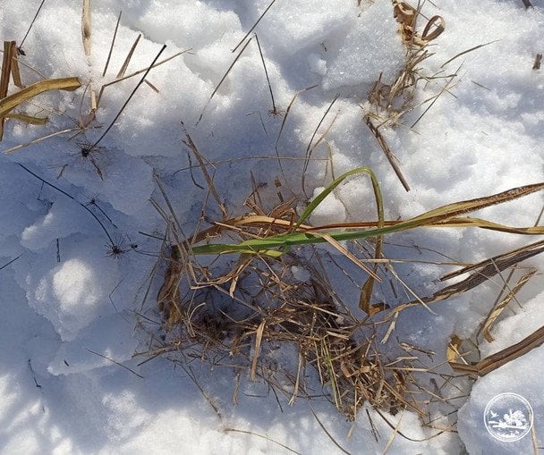 Суха торішня та зелена рослинність допомагає протриматись коровам до весни / © Чорнобильський радіаційно-екологічний біосферний заповідник