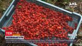 Новости Украины: ценовой рекорд - станет ли малина доступной для всех хотя бы в следующем сезоне