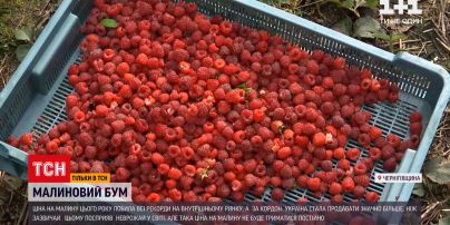 Новости Украины: ценовой рекорд - станет ли малина доступной для всех хотя бы в следующем сезоне
