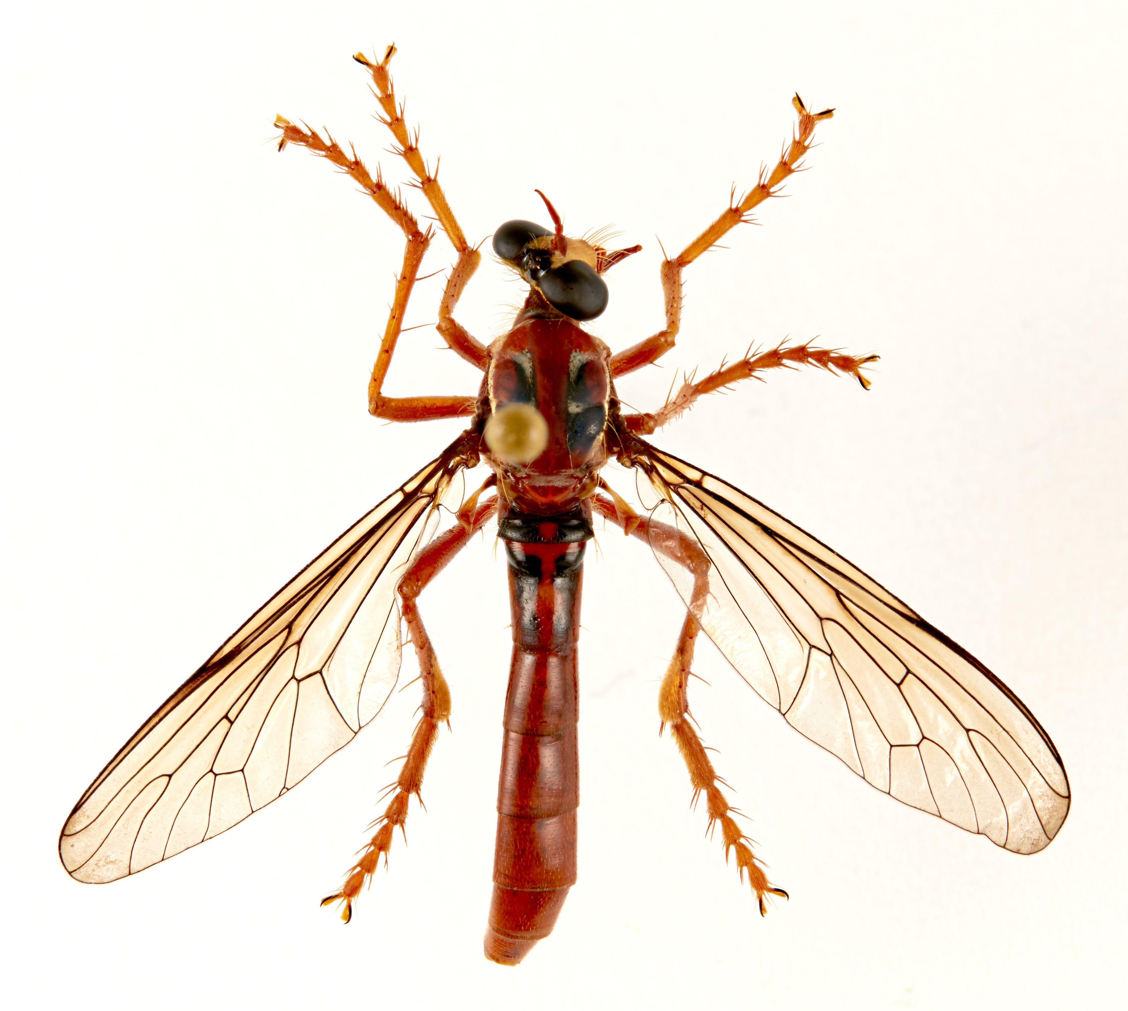 Змей муха. Муха ктырь. Муха (насекомое). Летающие насекомые. Австралийская Муха.