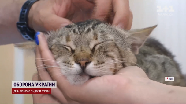 Кіт, який вижив під час ракетного удару