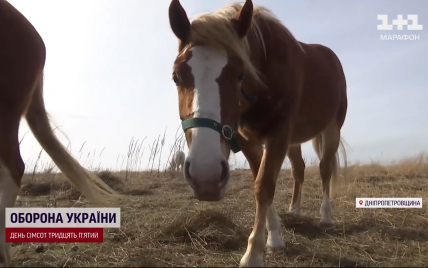 Порно видео лошадь и женщина