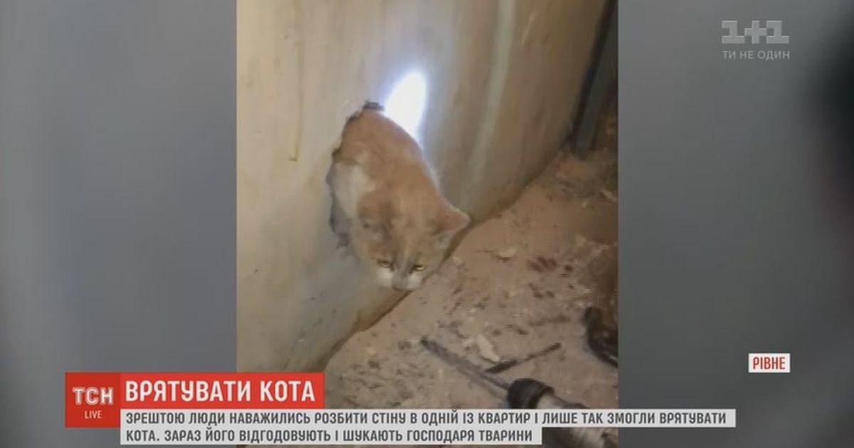 В Ровно двое суток длилось спасение кота из вентиляционной шахты многоэтажки
