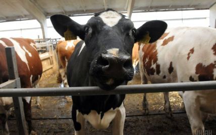 В Татарстане удар тока убил почти 60 коров