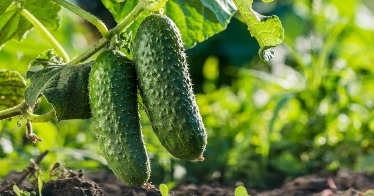 Почему огурцы горчат