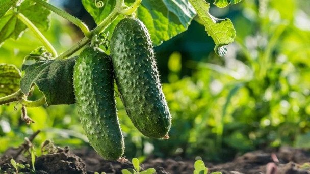 Какую ошибку совершают в мае, и огурцы вырастают горькими