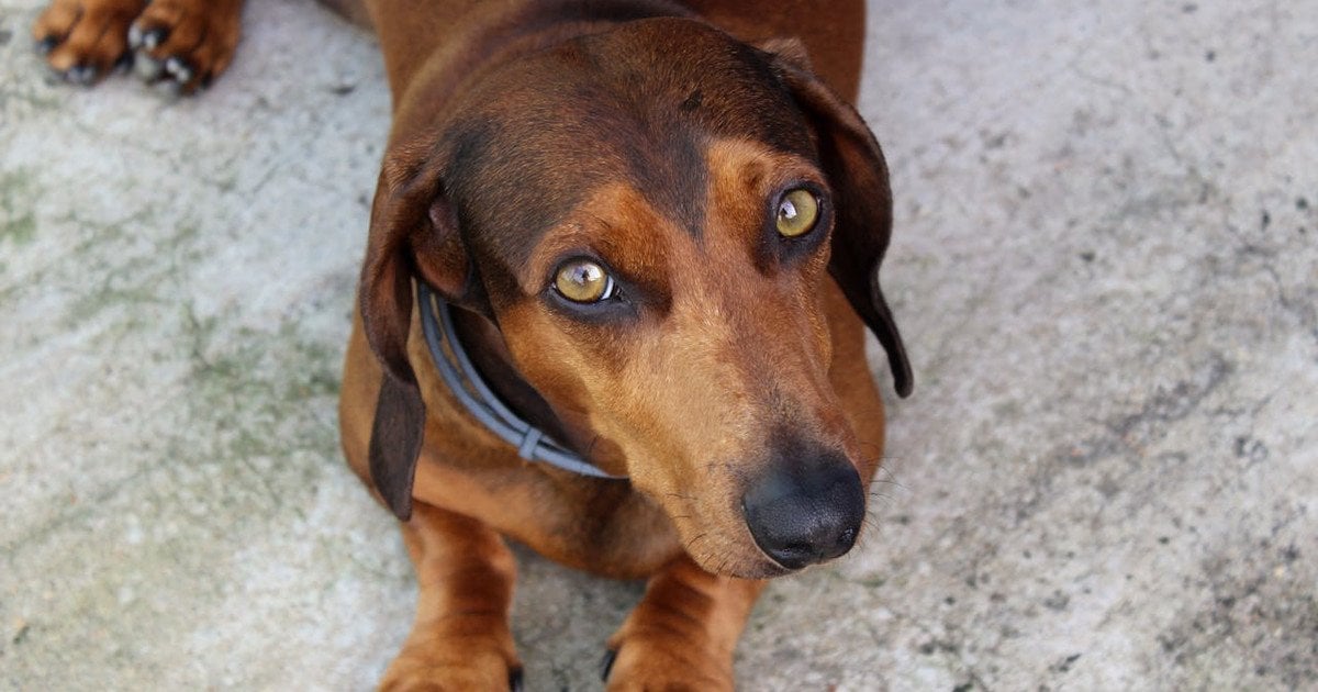 Як визначити вік собаки