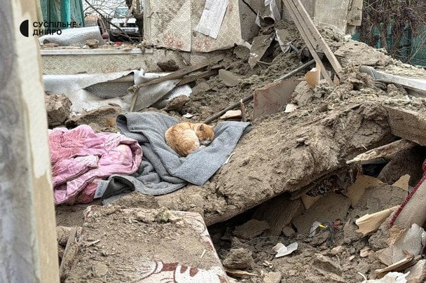 Кіт спить на уламках зруйнованого будинку.  / © Суспільне