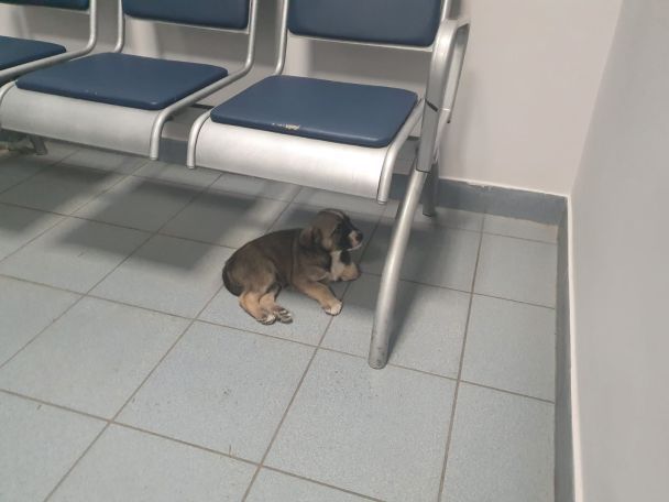  / © Полиция Киевской области