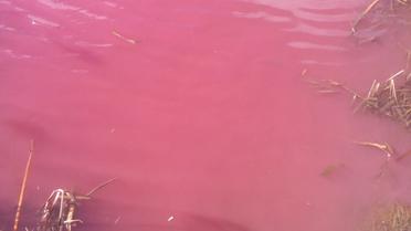 Рожеве Ніжин-озеро_3 / © Facebook/Vadim Shekera