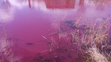 Рожеве Ніжин-озеро_5 / © Facebook/Vadim Shekera