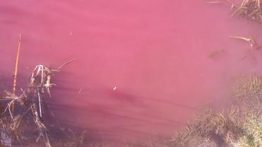 Рожеве Ніжин-озеро_2 / © Facebook/Vadim Shekera