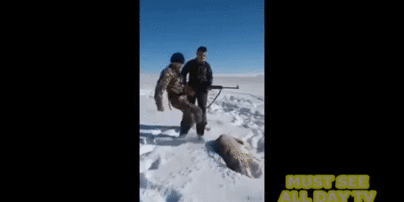 Мережею шириться відео, на якому застрелений вовк вдав мертвого та напав на мисливця