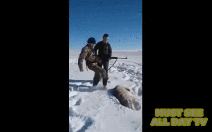 Мережею шириться відео, на якому застрелений вовк вдав мертвого та напав на мисливця