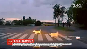 Кадри, на яких двоє песиків перебігають дорогу пішохідним переходом, набувають популярності в Мережі