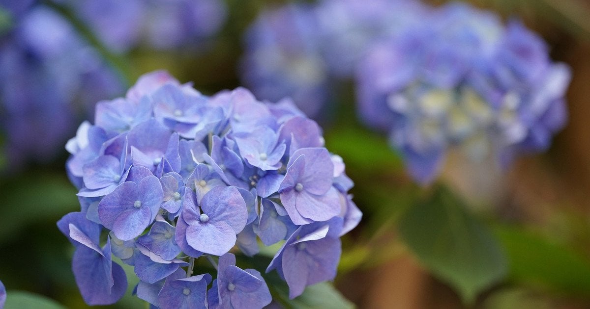 Гортензії
