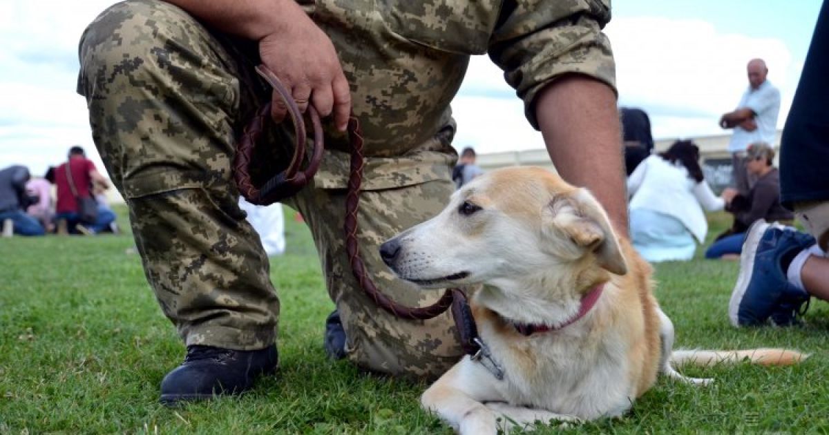 Собаки помогут силовикам пройти реабилитацию / © УНИАН