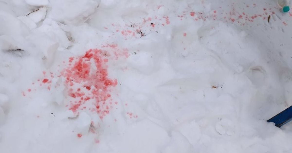 Таємницю рожевого снігу у Києві розкрито: у лабораторії розказали, чи небезпечний він для собак