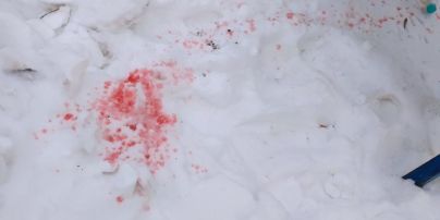 Таємницю рожевого снігу у Києві розкрито: у лабораторії розказали, чи небезпечний він для собак